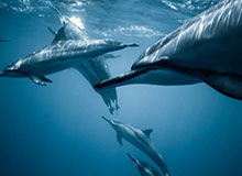 极速赛车-贾莱特·阿伦面临提前续约 开价5年9000万美元？